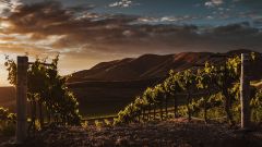 Selective focus shot vine trees captured beautiful vineyard twilight