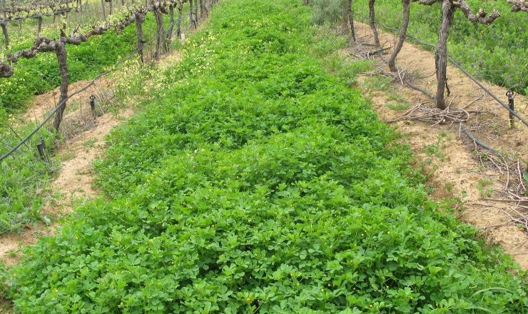 Winery wastewater for irrigation Part 1
