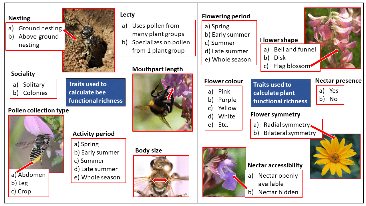 Promotion of wild bees in South African Austrian vineyards Figure 2