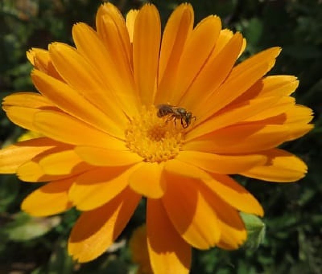 Promotion of wild bees in South African Austrian vineyards Figure 4