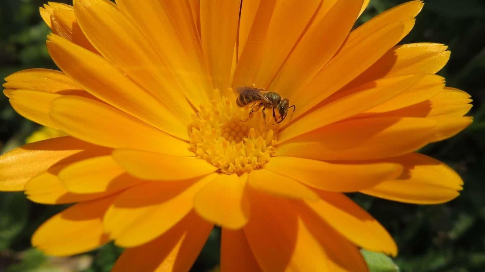 Bee