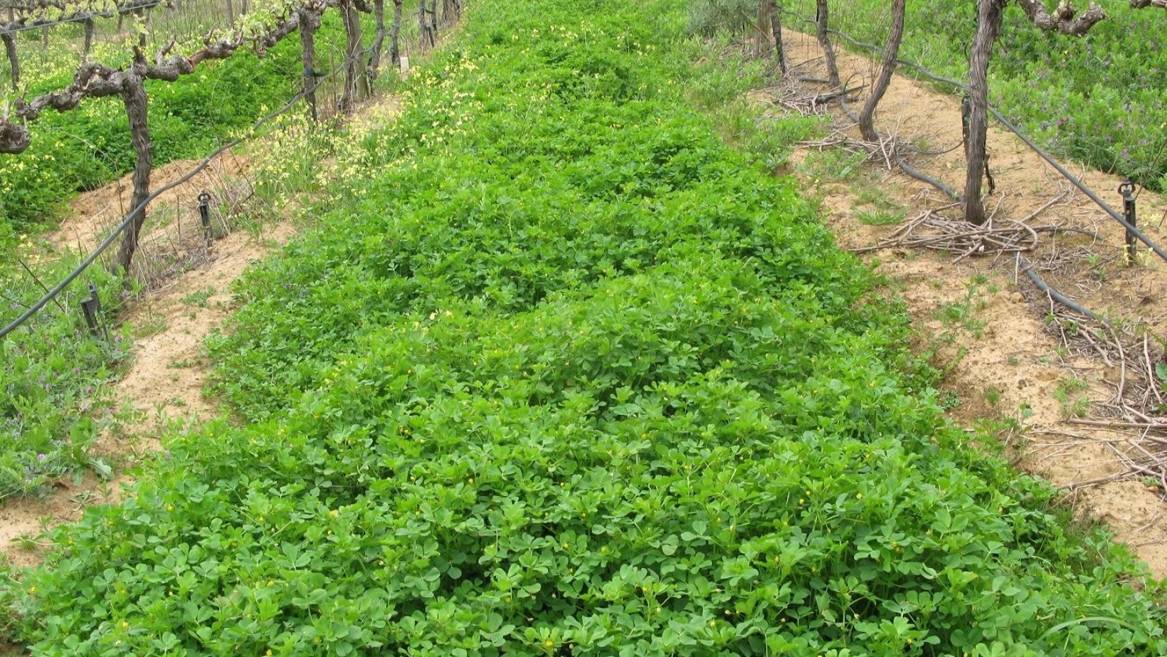 Winery wastewater