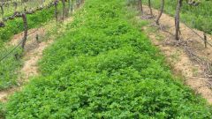 Winery wastewater for irrigation Part 3