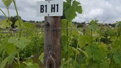 Winery wastewater for irrigation Part 5