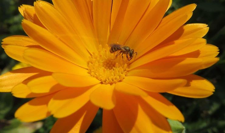 Promotion of wild bees in South African Austrian vineyards Figure 4 Featured image