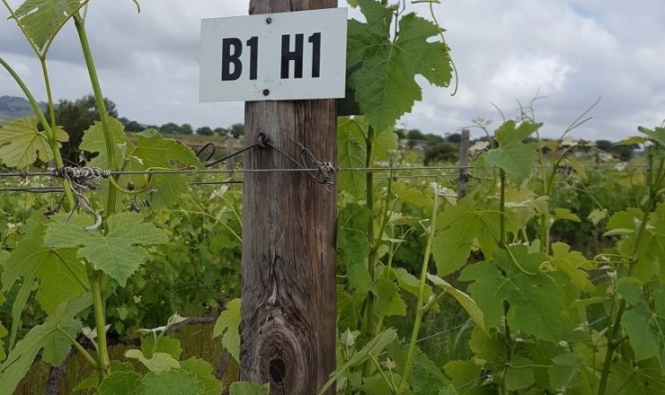 Winery wastewater for irrigation Part 5 1