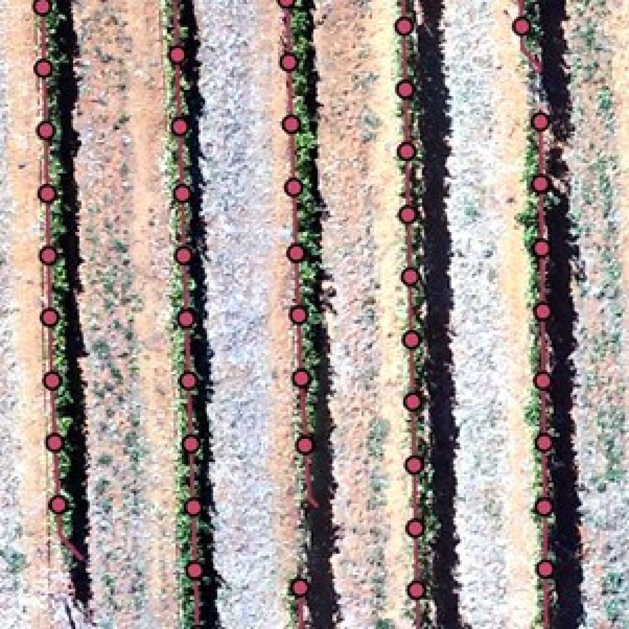 Mapping individual vines using drone imagery Figure 5 1