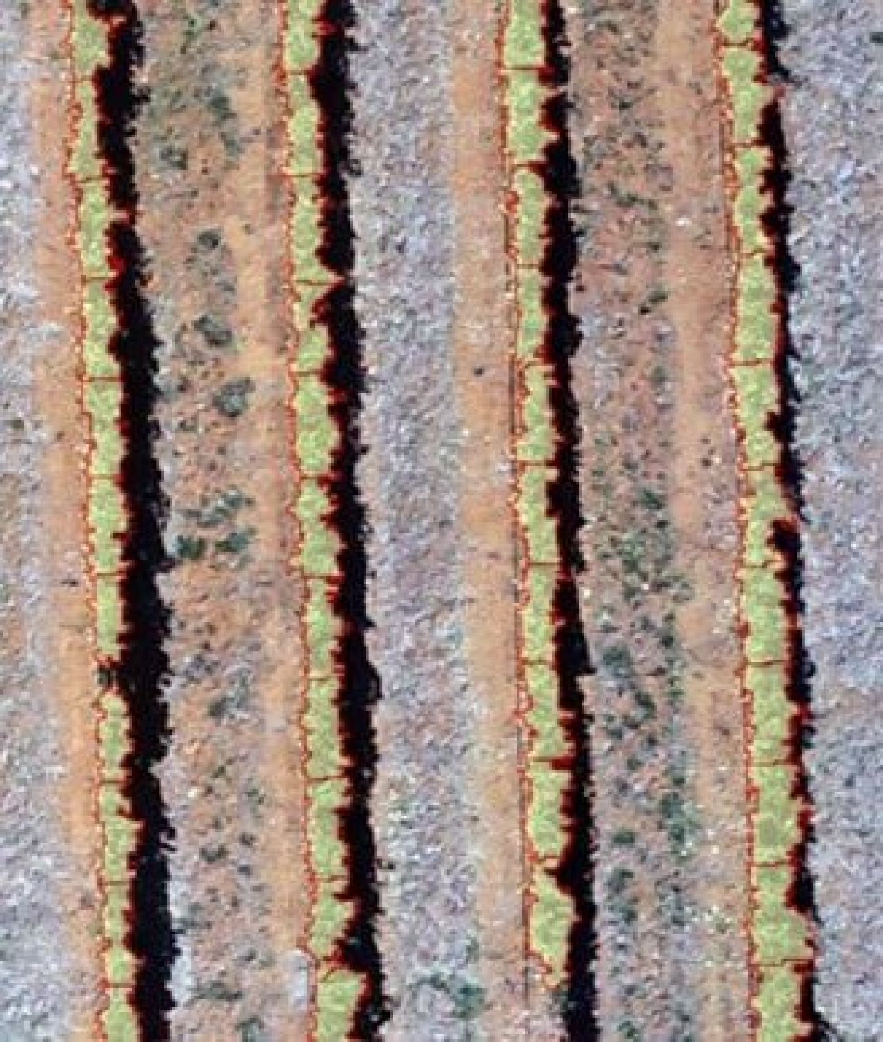 Mapping individual vines using drone imagery Figure 7