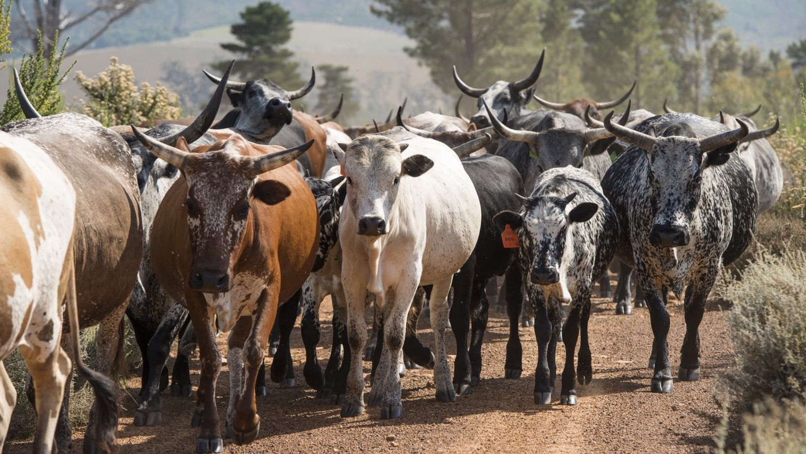 5 Nguni herd