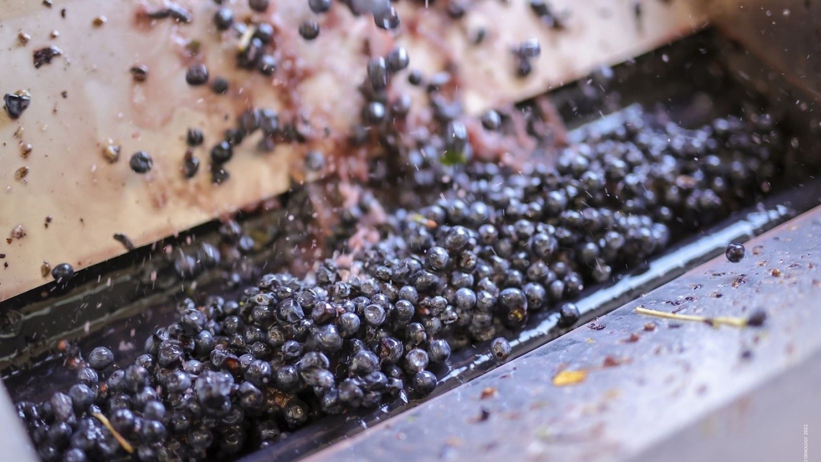RUBY expressing thiols in red wine