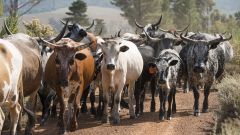 5 Nguni herd