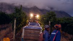 Krone Night Harvest at Twee Jonge Gezellen