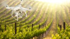Mapping individual vines using drone imagery Shutterstock