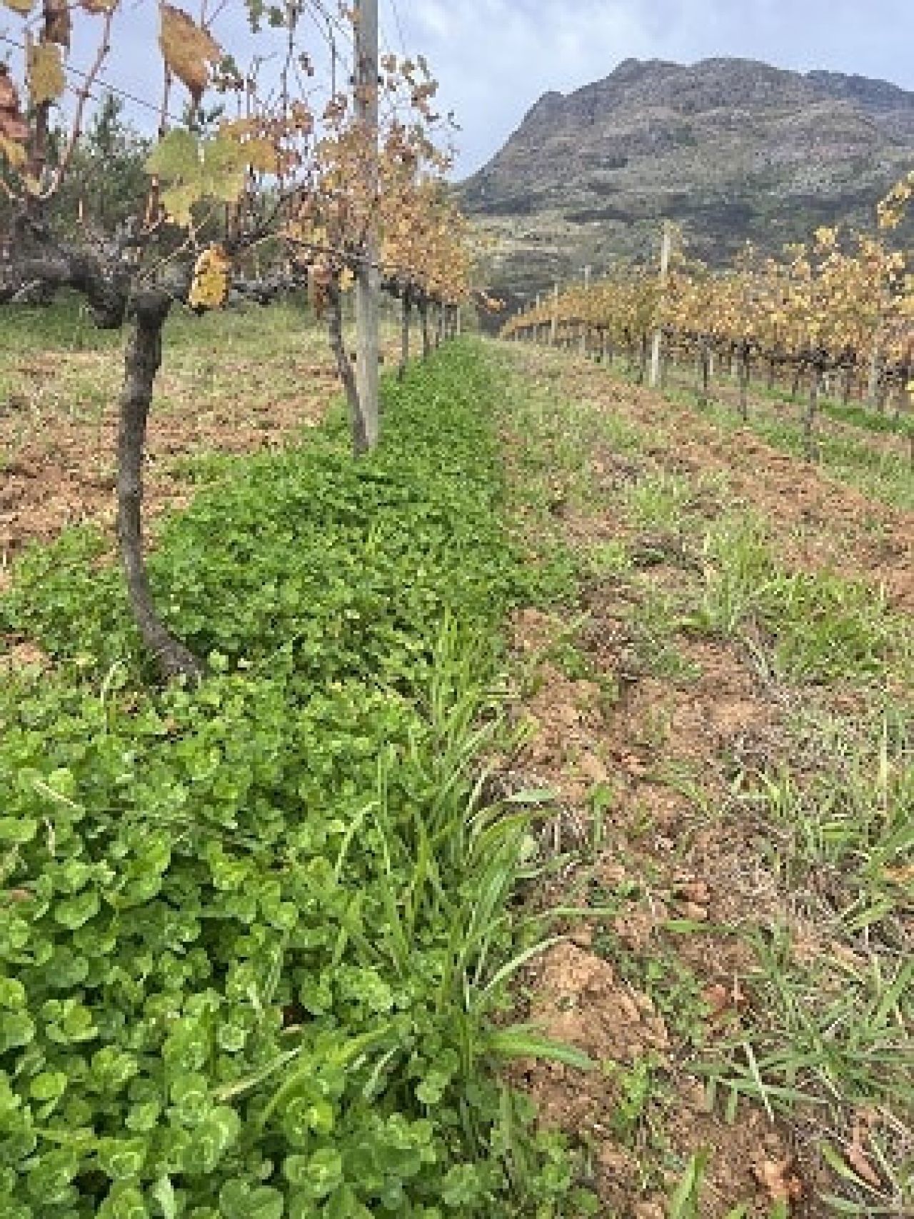 In the vineyard Photo 1