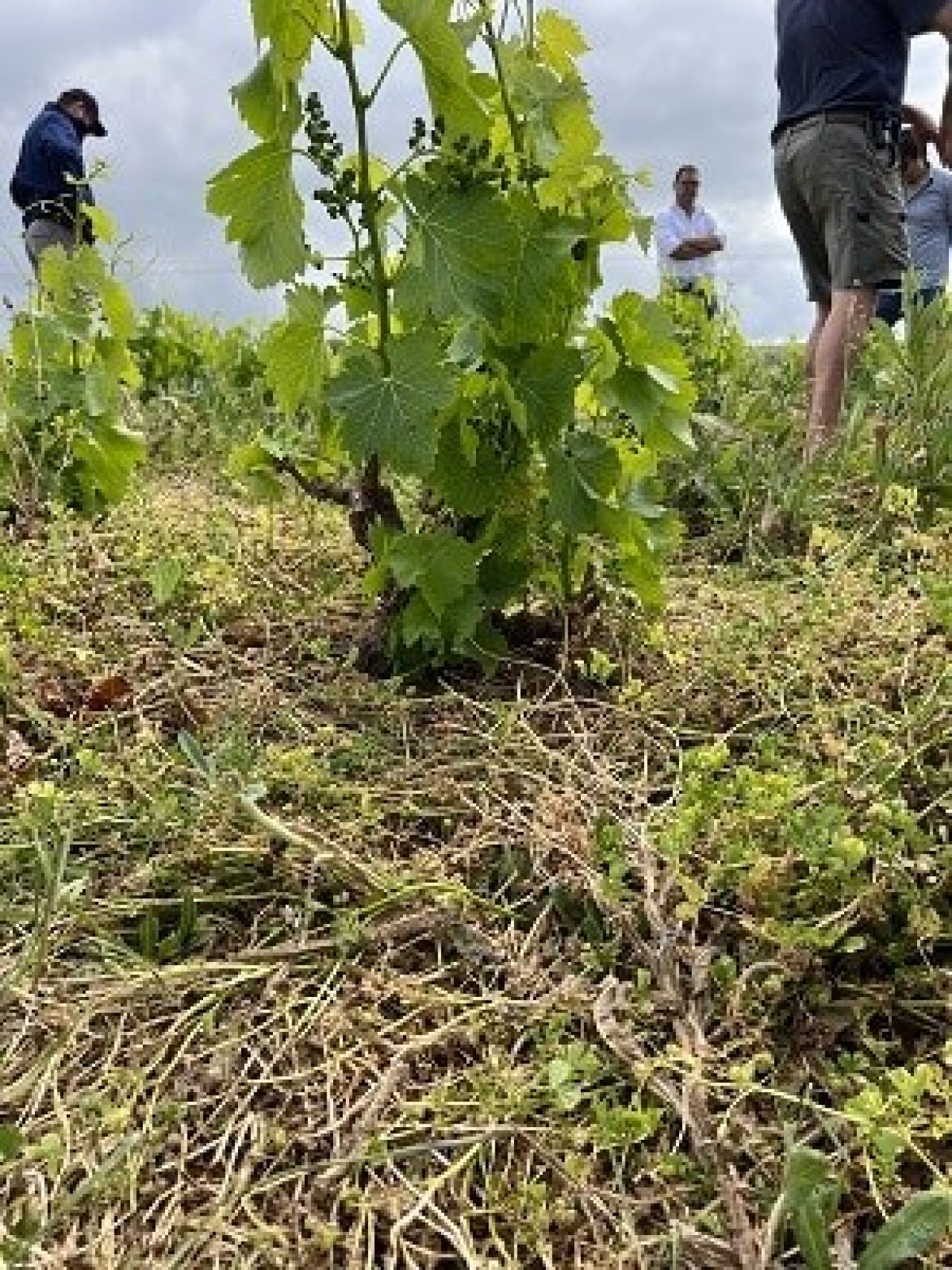 In the vineyard Photo 3