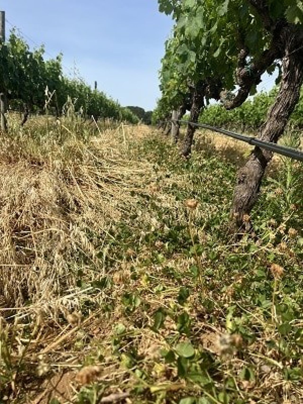 In the vineyard Photo 4
