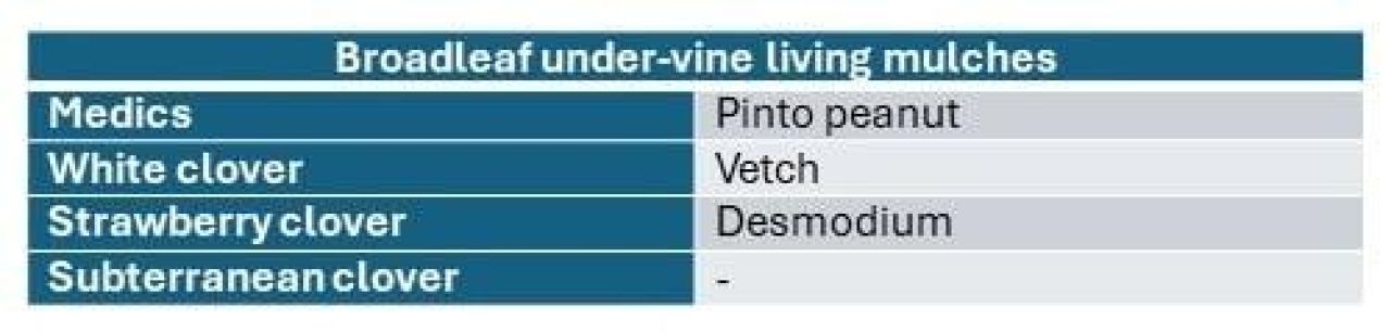 In the vineyard