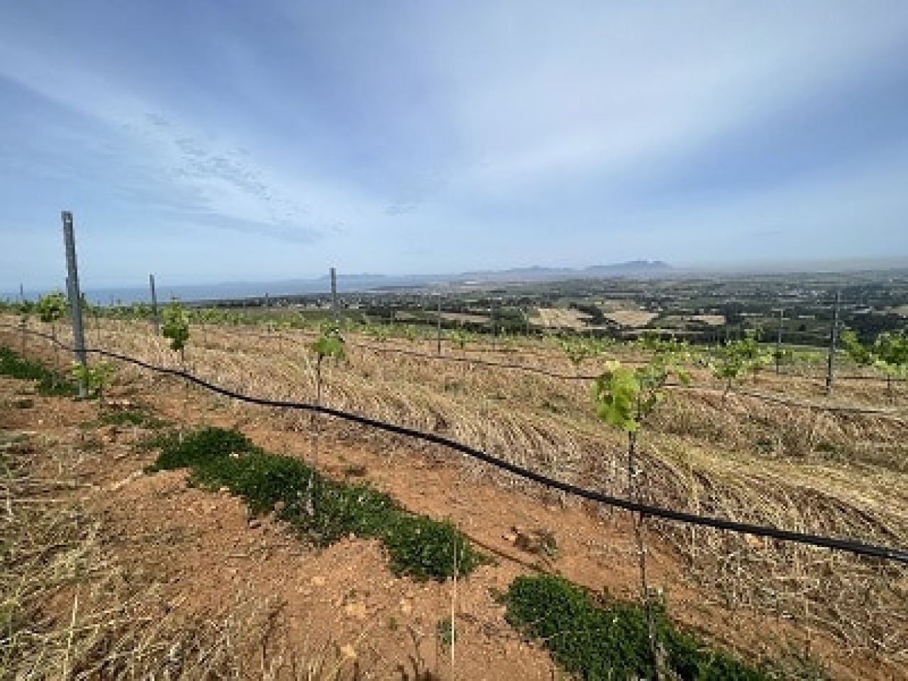 In the vineyard Photo 5