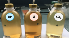 Bioprotection as an alternative to SO2 Featured image
