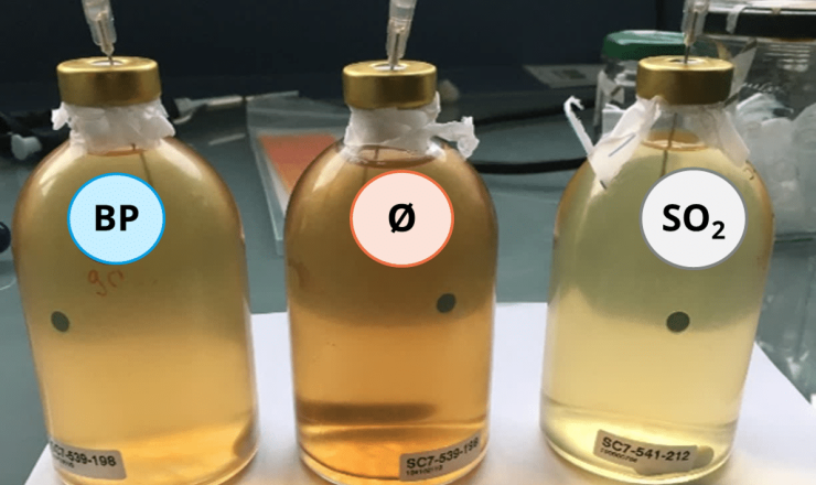 Bioprotection as an alternative to SO2 Featured image