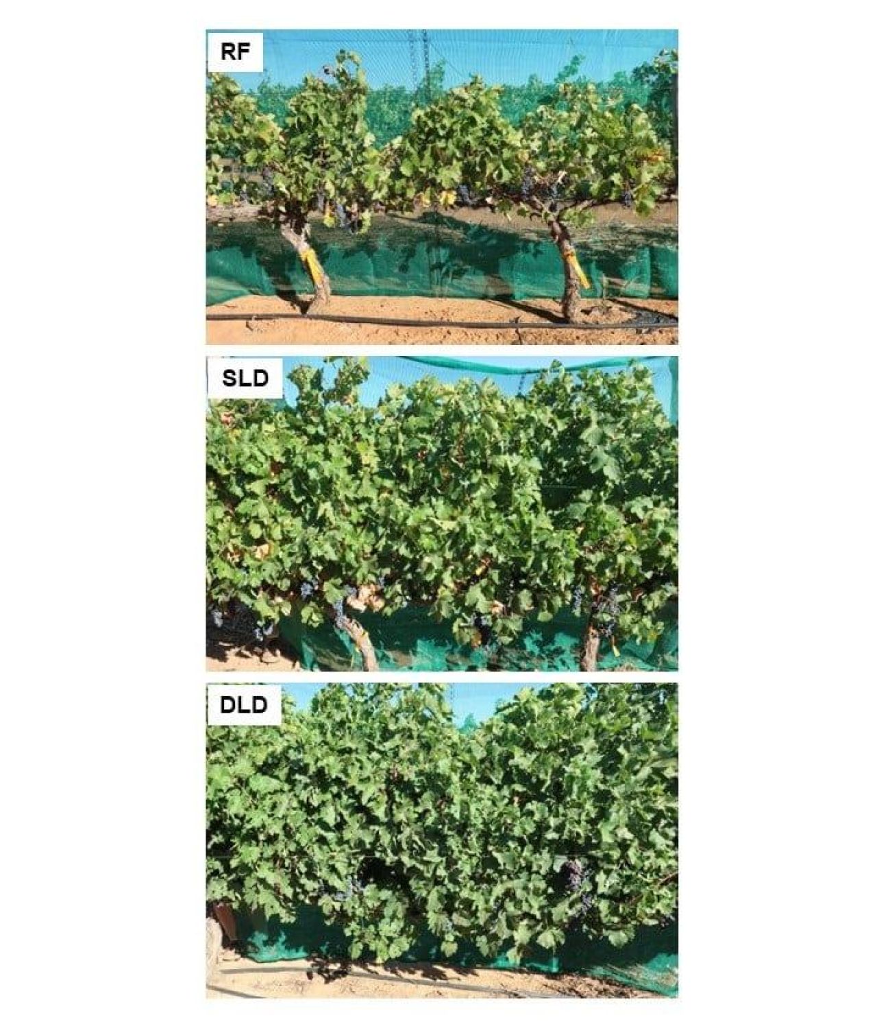 Treated municipal wastewater for irrigation Part 2 Figure 2