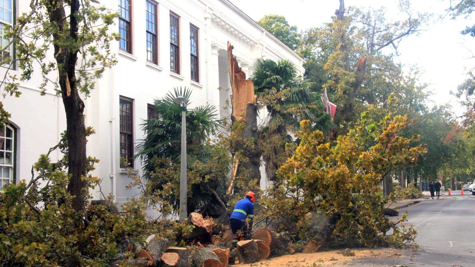 Big Oak Tree at 170 Dorp Street