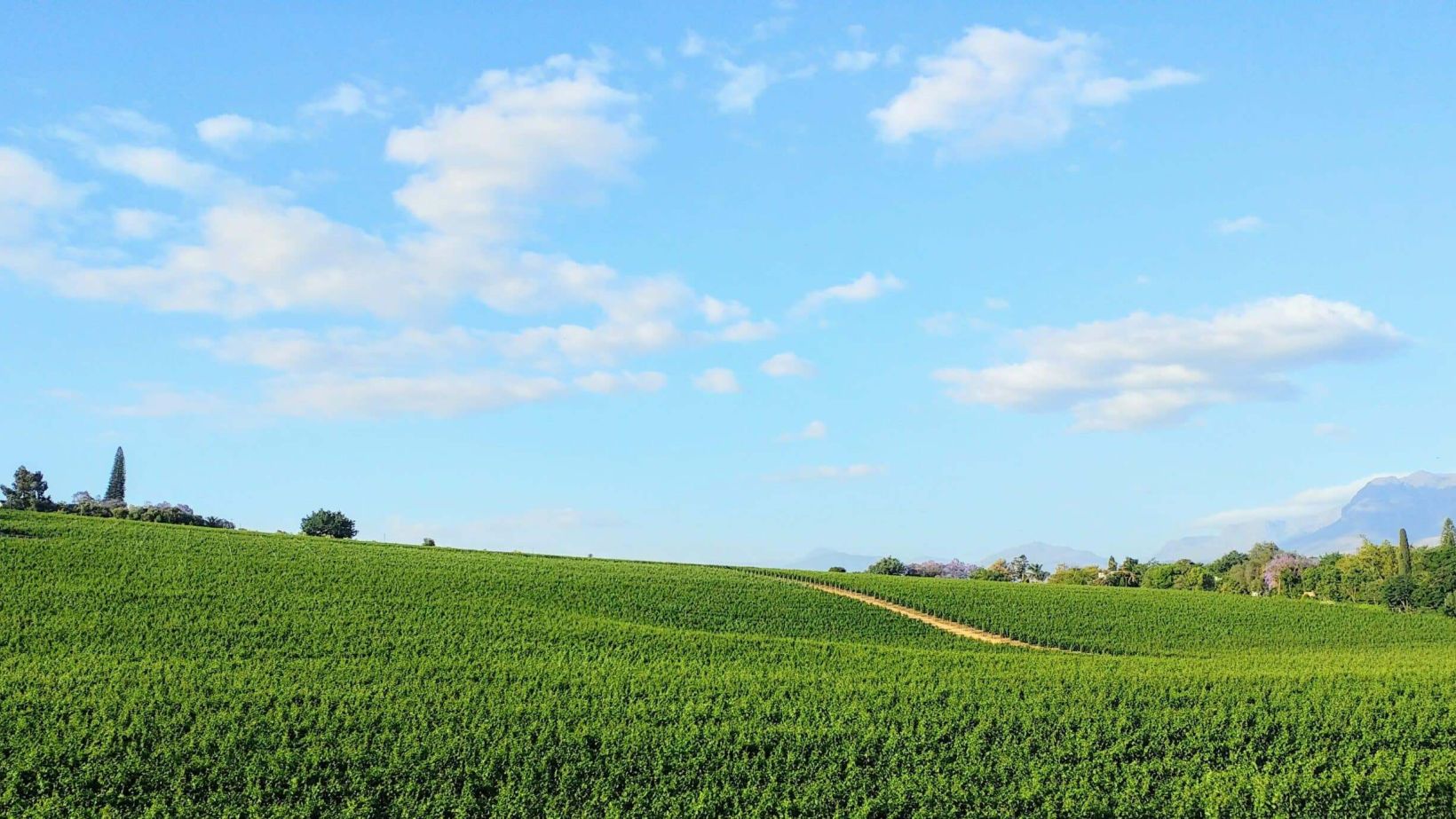 Paarl vineyards