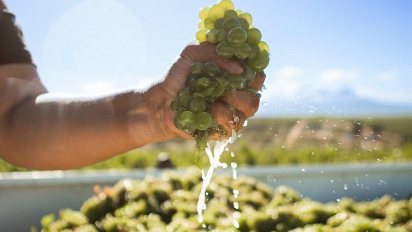 Vinpro produksieplanopname 2023 Tertius Gous Skilpadvlei
