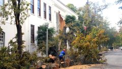 Big Oak Tree at 170 Dorp Street