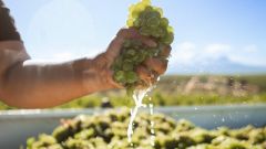 Vinpro produksieplanopname 2023 Tertius Gous Skilpadvlei