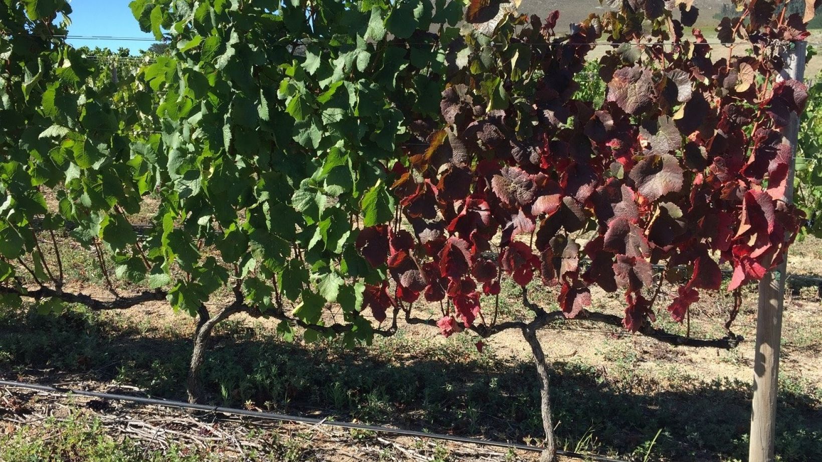 Leafroll in the vineyards - VisualViticulture