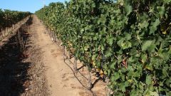 Treated municipal wastewater for irrigation Part 4