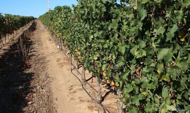 Treated municipal wastewater for irrigation Part 4
