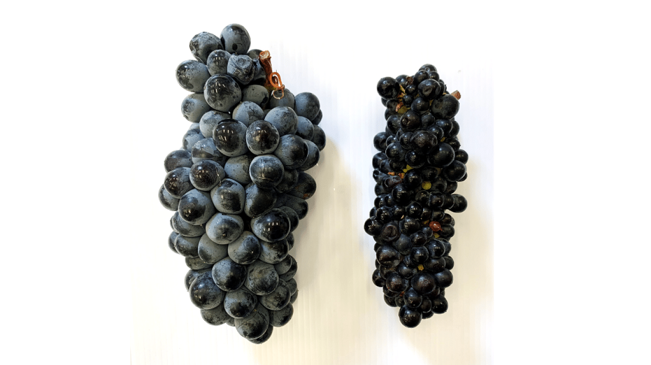Research update Quest for new Pinotage clones Figure 2