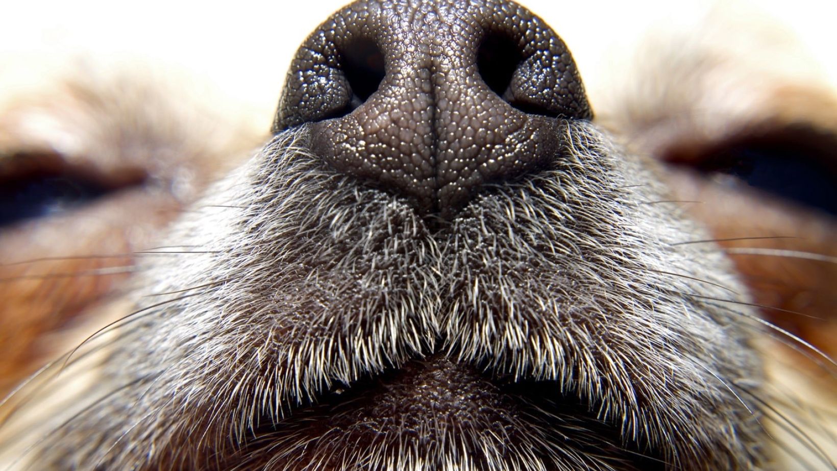 Noses