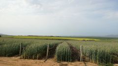 Treated municipal wastewater for irrigation Part 5