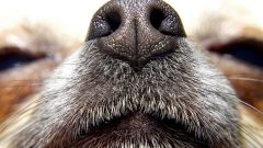 Vine wine innovation watch Electronic noses Shutterstock