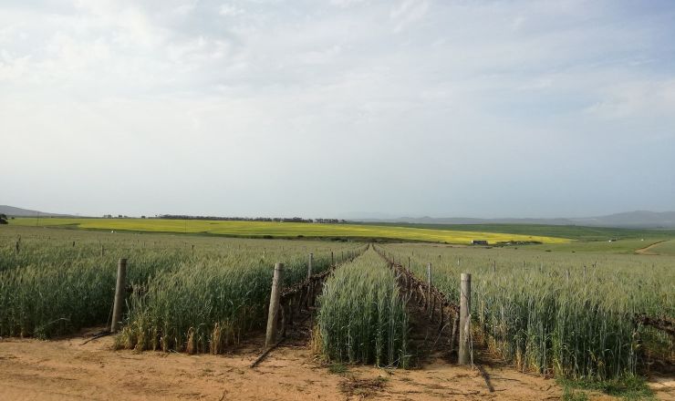 Treated municipal wastewater for irrigation Part 5