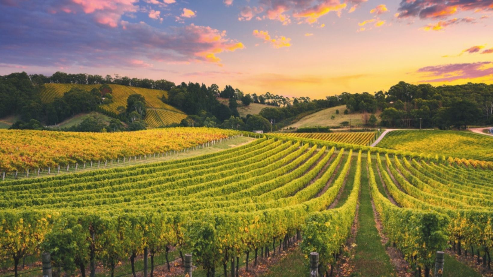 Vineyards 1200x630