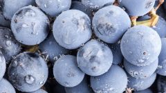 Higher throughput evaluation of novel grapevine material Shutterstock Featured image