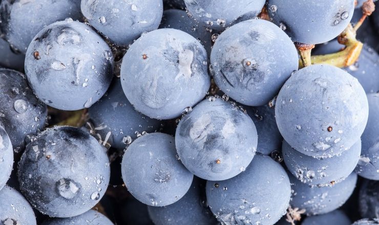 Higher throughput evaluation of novel grapevine material Shutterstock Featured image