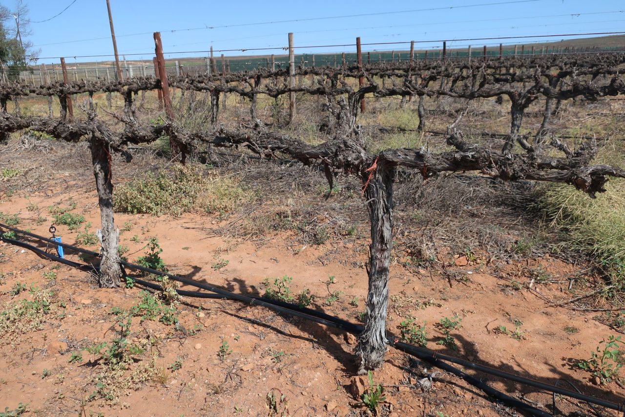 In field fractional use of winery wastewater with raw water Part 2 Figure 4