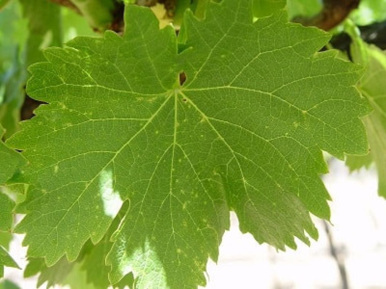 Understanding controlling Phomopsis in Western Cape vineyards Photo 1