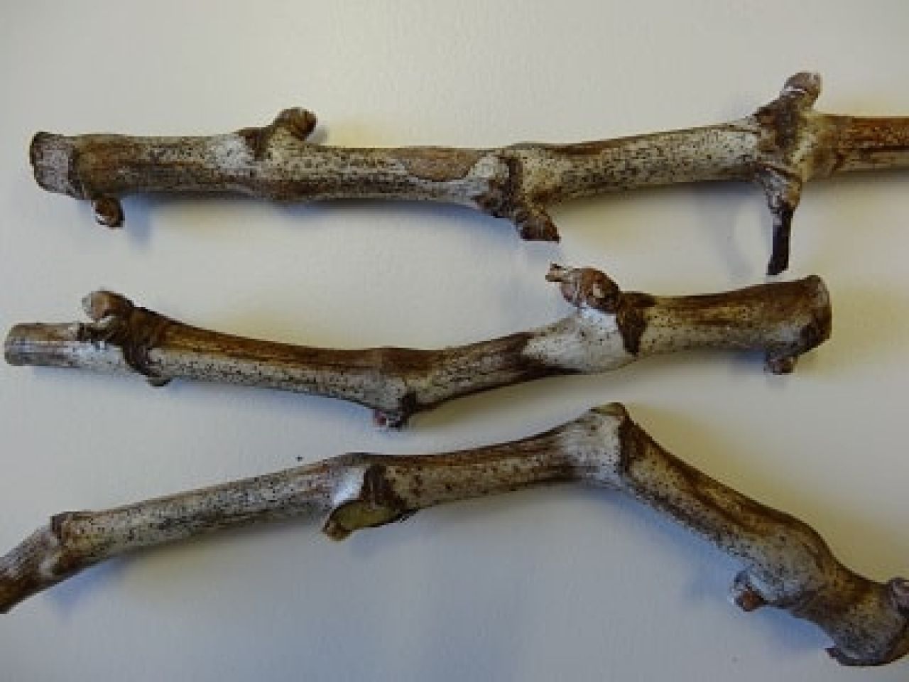 Understanding controlling Phomopsis in Western Cape vineyards Photo 2