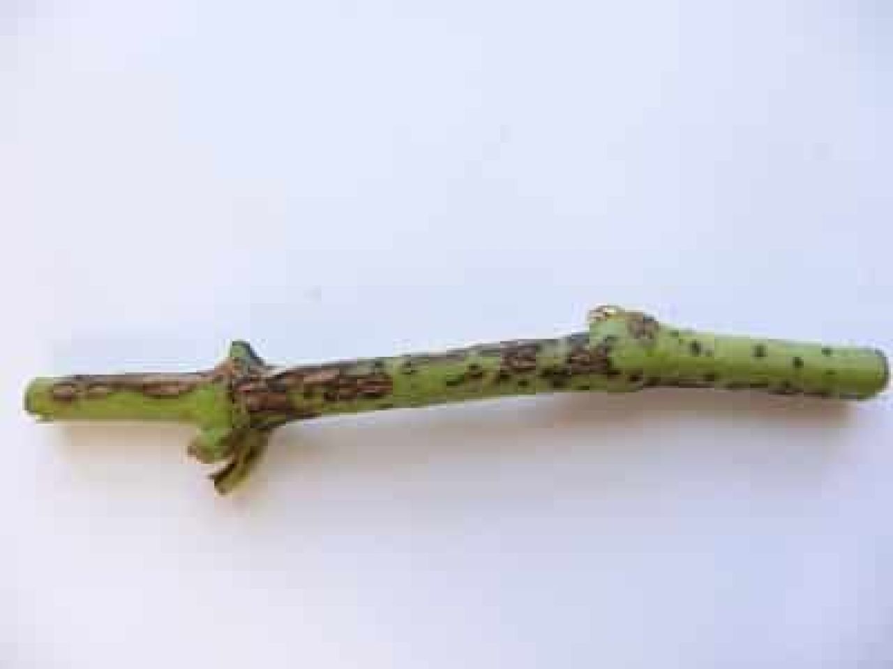 Understanding controlling Phomopsis in Western Cape vineyards Photo 3