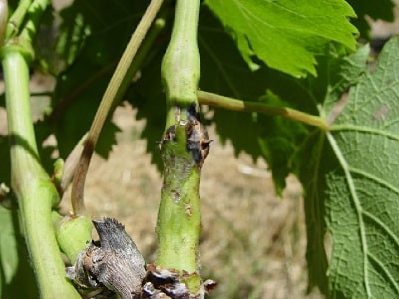 Understanding controlling Phomopsis in Western Cape vineyards Photo 4