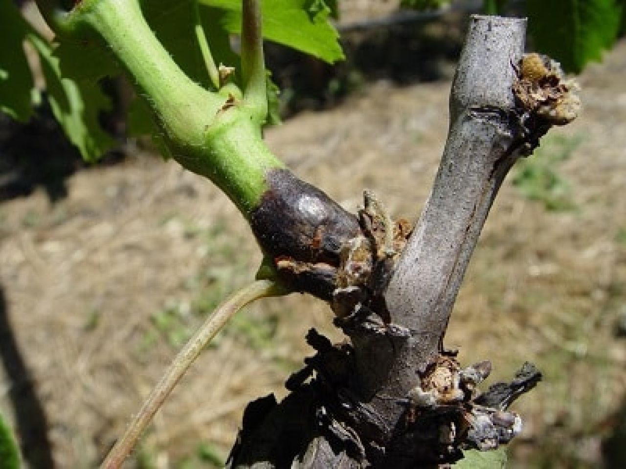 Understanding controlling Phomopsis in Western Cape vineyards Photo 5