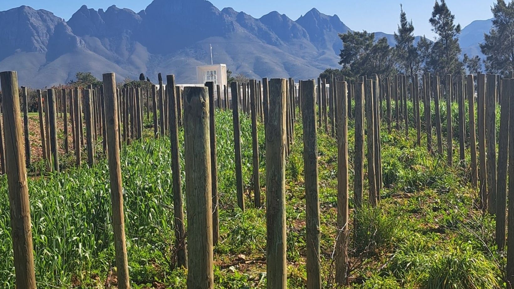 1 New trellis with cellar in background