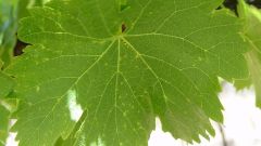 Understanding controlling Phomopsis in Western Cape vineyards Featured image