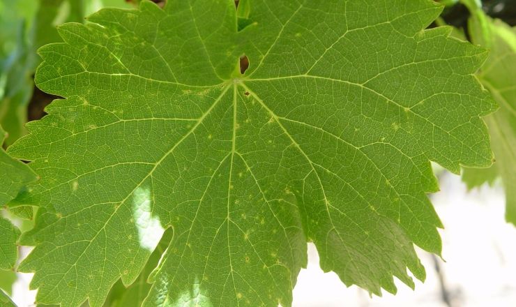 Understanding controlling Phomopsis in Western Cape vineyards Featured image